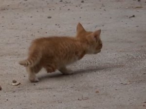 Tunceli’de 3 ayaklı kedi 2 ayaklı yavru doğurdu