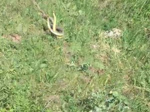 Mantar toplamaya çıktı, yılanların dansını görüntüledi