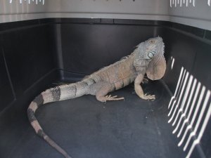 Bodrum’da iguana alarmı