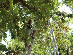 Ege’de kiraz hasadı devam ediyor
