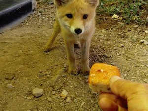 Yavru tilkiyle arıcının dostluğu