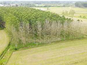 Kavak üretimi tehlikede: Ağaçlar kuruyor