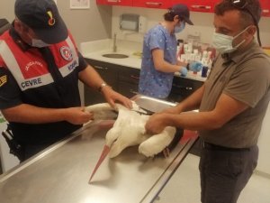 Elektrik çarpan leyleğe jandarma sahip çıktı