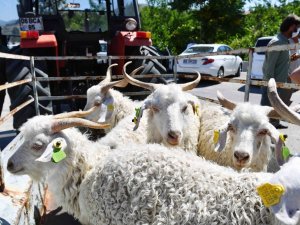 Yerli üreticilere damızlık teke desteği