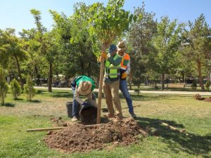 İpekyolu Belediyesinden ağaçlandırma çalışması