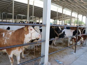 Yaylak Canlı Hayvan Pazarı modern haliyle faaliyete geçti