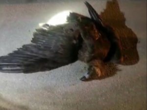 Yaralı kartalı orman personeli fark etti