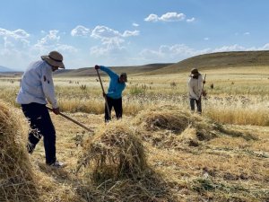 Ağrı’da kuraklık erken hasadı beraberinde getirdi