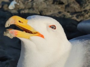 Van’daki martı ölümlerinin ölüm nedeni açlık ve stres