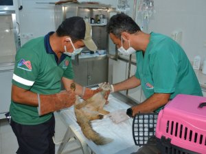 Mersin’de sulama havuzunu düşen tilki ekiplerce kurtarıldı