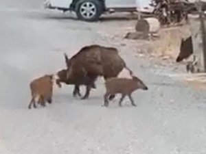 Turistik ilçedeki domuz sürüsü şaşırttı