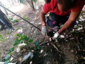 Kuyuya düşen yavru köpekleri itfaiye kurtardı