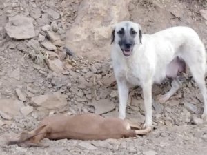 Tunceli’de yaban keçileri şimdi de başıboş köpeklerin hedefinde