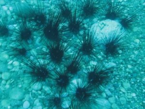 Dünyaca ünlü sahilde deniz kestaneleri koloni olarak görüntülendi