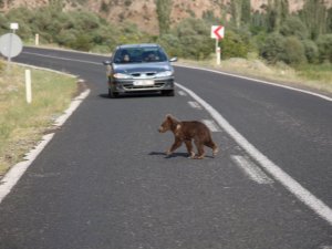 Ayı yavrusu anayolda görüntülendi