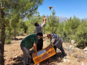 Karaman’da doğaya 850 kınalı keklik salındı