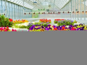 Çöpler çiçek oldu