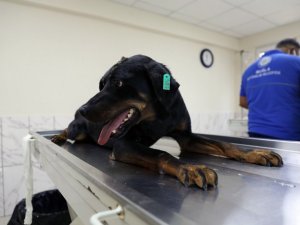 ‘Kara’ yaşam mücadelesini Muğla’da kazandı