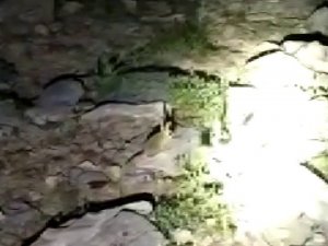 Tunceli’de nesli tükenme tehlikesi altında bulunan Arap tavşanı görüntülendi