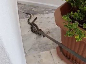 Bodrum’da yakalanan iki yılan doğaya salındı