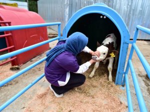 Buzağılara anne şefkati ile yaklaşan veteriner