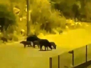 Aç kalan domuzlar yiyecek bulmak için turizm merkezine indi