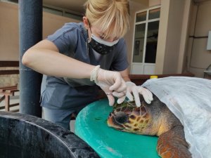 Çanakkale’de kafasından yaralanan caretta caretta tedavi altına alındı