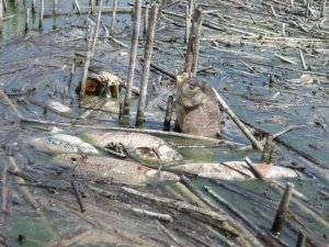 Balıkçılar, su kirliliğine dikkat çekti