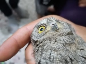 Balkona çıktı, şaşkınlığını gizleyemedi