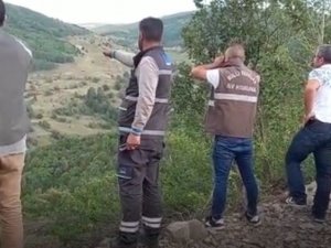 Çoban köpeklerinin saldırdığı boz ayı yaralandı