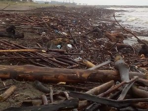 Sahiller odun deposuna döndü