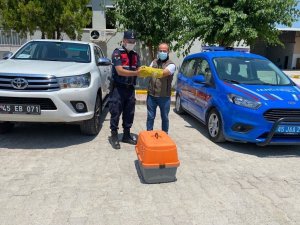Yaralı kerkeneze jandarma sahip çıktı