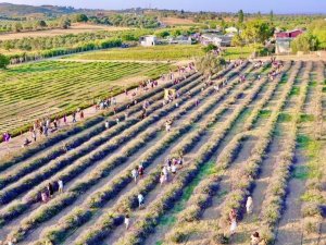Didim Belediyesi’nin lavanta bahçesi doğal stüdyoya dönüştü