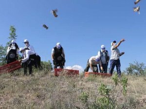 600 kınalı keklik doğaya salındı