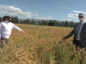 ‘Ümran Hanım Tritikale’ yemi çiftçilerin yüzünü güldürecek