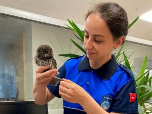 Vatandaşların bulduğu baykuş, emin ellerde