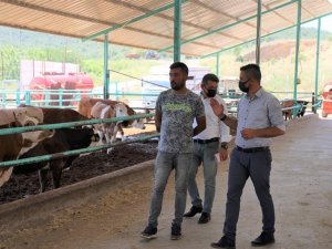 Kurban Bayram öncesi büyükbaş hayvan işletmelerinde inceleme