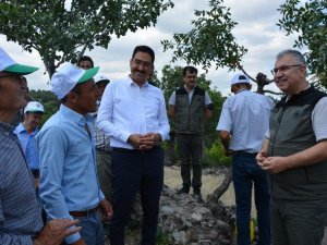 Selendi ormanları yeşil altına bürünüyor