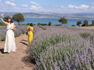 Göl manzaralı lavanta bahçeleri ziyaretçi akınına uğruyor