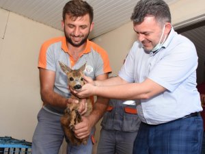 Fındık bahçesinde karaca yavrusu bulundu