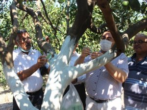 38 üreticiye 105 bin faydalı böcek dağıtıldı