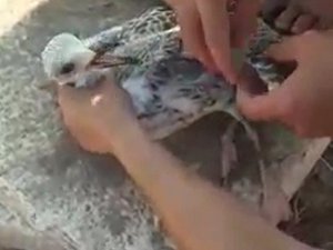 Gagasına misina dolanan martı amatör balıkçı tarafından kurtarıldı