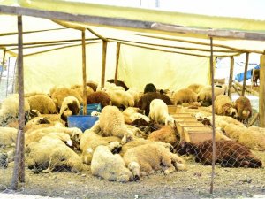 Mamak’ta kurban hazırlıkları başladı