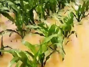 Kaynarca’da yağış tarlaları göle çevirdi