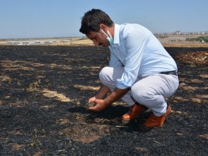 Anız yangınları doğayı olumsuz etkiliyor