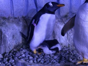 Akvaryum’da 2. bebek penguen de dünyaya gözlerini açtı