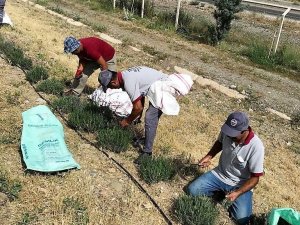 Lavanta bahçesine dönüşen eski çöplükte hasat zamanı