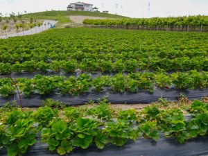 Beypazarı Belediyesi meyve bahçesinde hasat zamanı