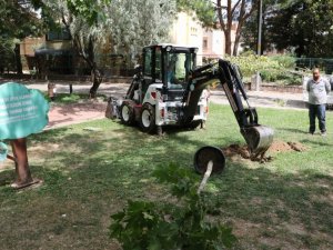 Manisa Büyükşehir ağaç seferberliğine devam ediyor
