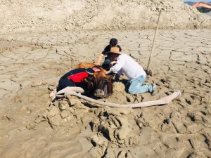 Balçığa saplanan ineği kurtarma operasyonu